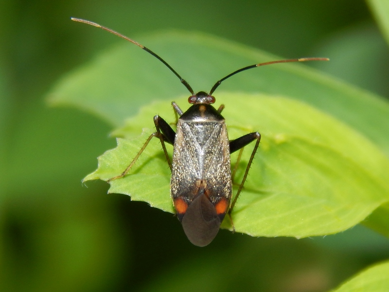 Serie di Miridae del Parco del Ticino